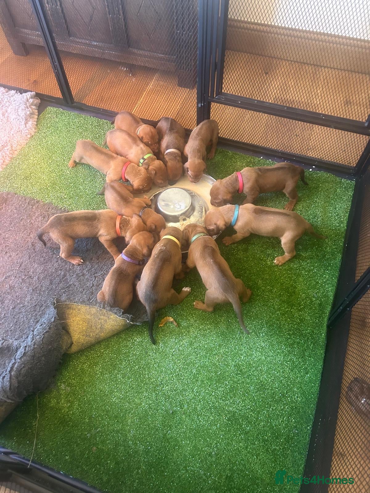 Rhodesian Ridgeback dogs for sale: Stunning litter of KC Rhodesian Ridgeback puppies in Ramsgate - Advert 2