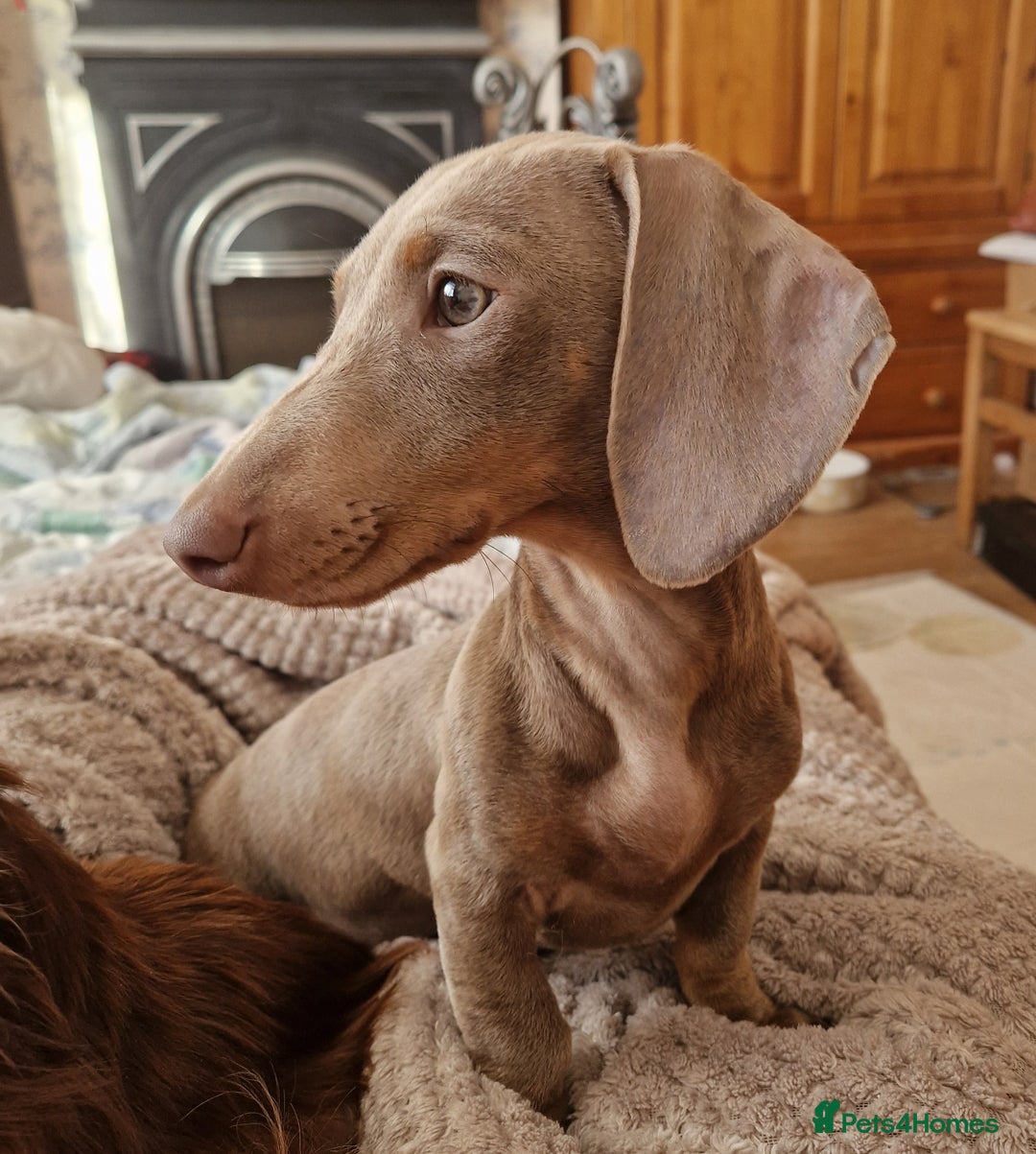 Miniature Dachshund dogs for sale: Loving girl Meredith needs a forever bed. - Advert 1