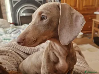 Miniature Dachshund dogs Marvellous Meredith needs a forever bed. - Advert 12