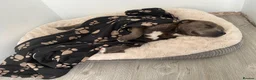 Staffordshire Bull Terrier dogs for sale: Bruno - Advert 3