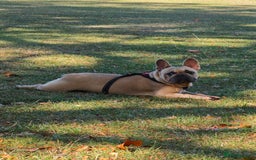 French Bulldog dogs for sale: Unique and Beautiful French bulldogs puppies  - Image 2