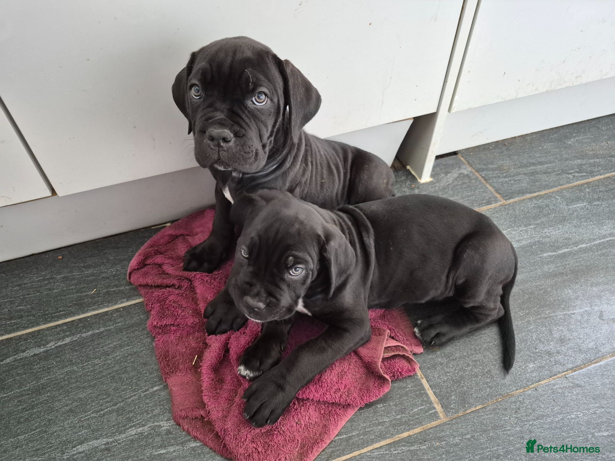 Cane Corso dogs Stunning cane corso pups - Advert 7