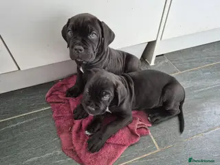 Cane Corso dogs Stunning cane corso pups - Advert 7