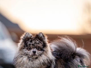 Pomeranian dogs in Enfield - Advert 17