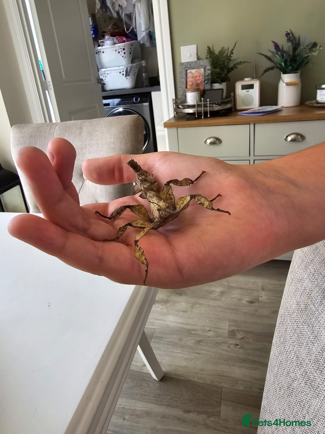 Stick Insects invertebrates for sale: Extatosoma tiaratum Spiny Leaf insect EGGS - Image 2