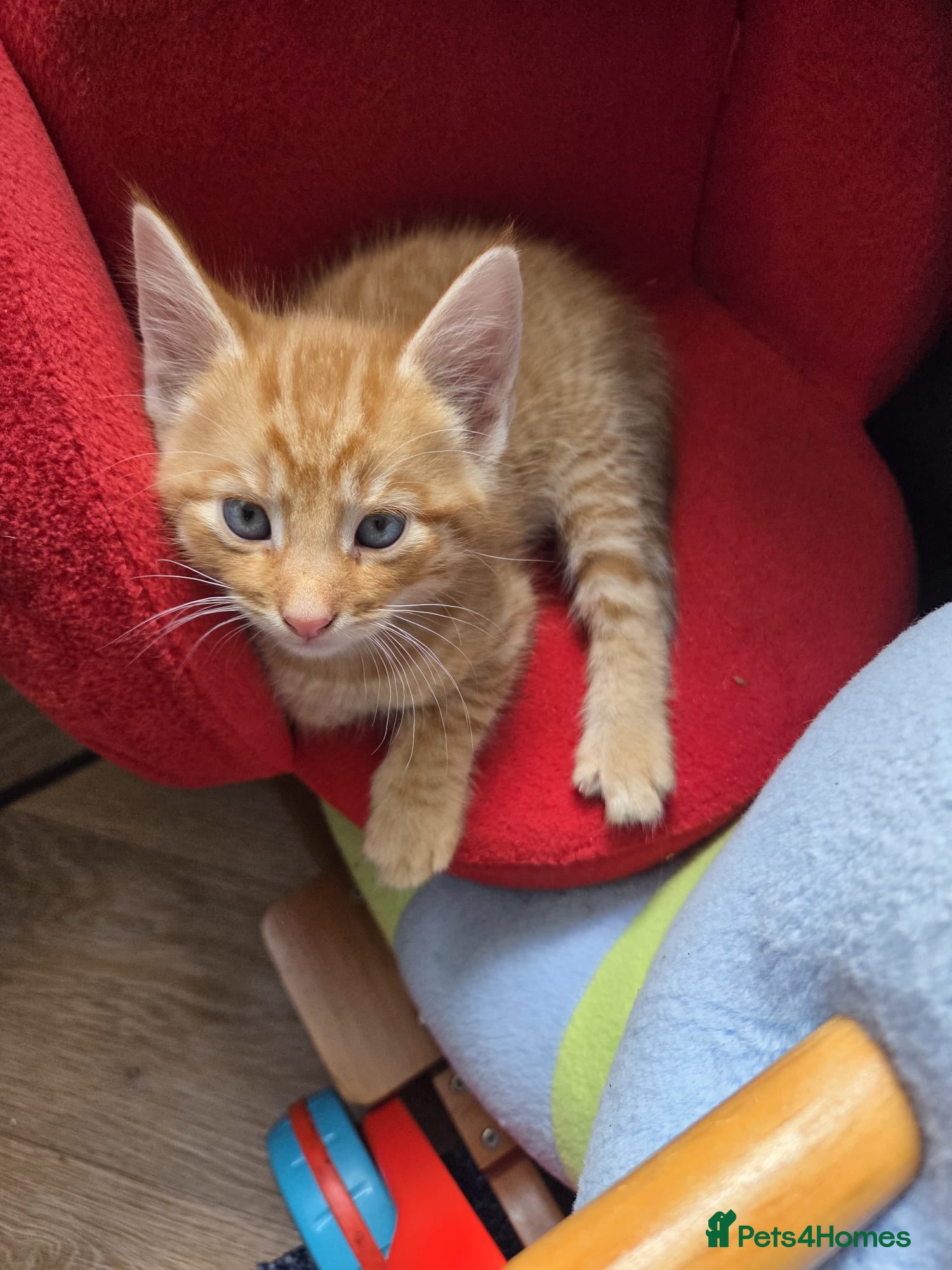 Mixed Breed cats 2 tiger patterned kittens left. - Advert 7