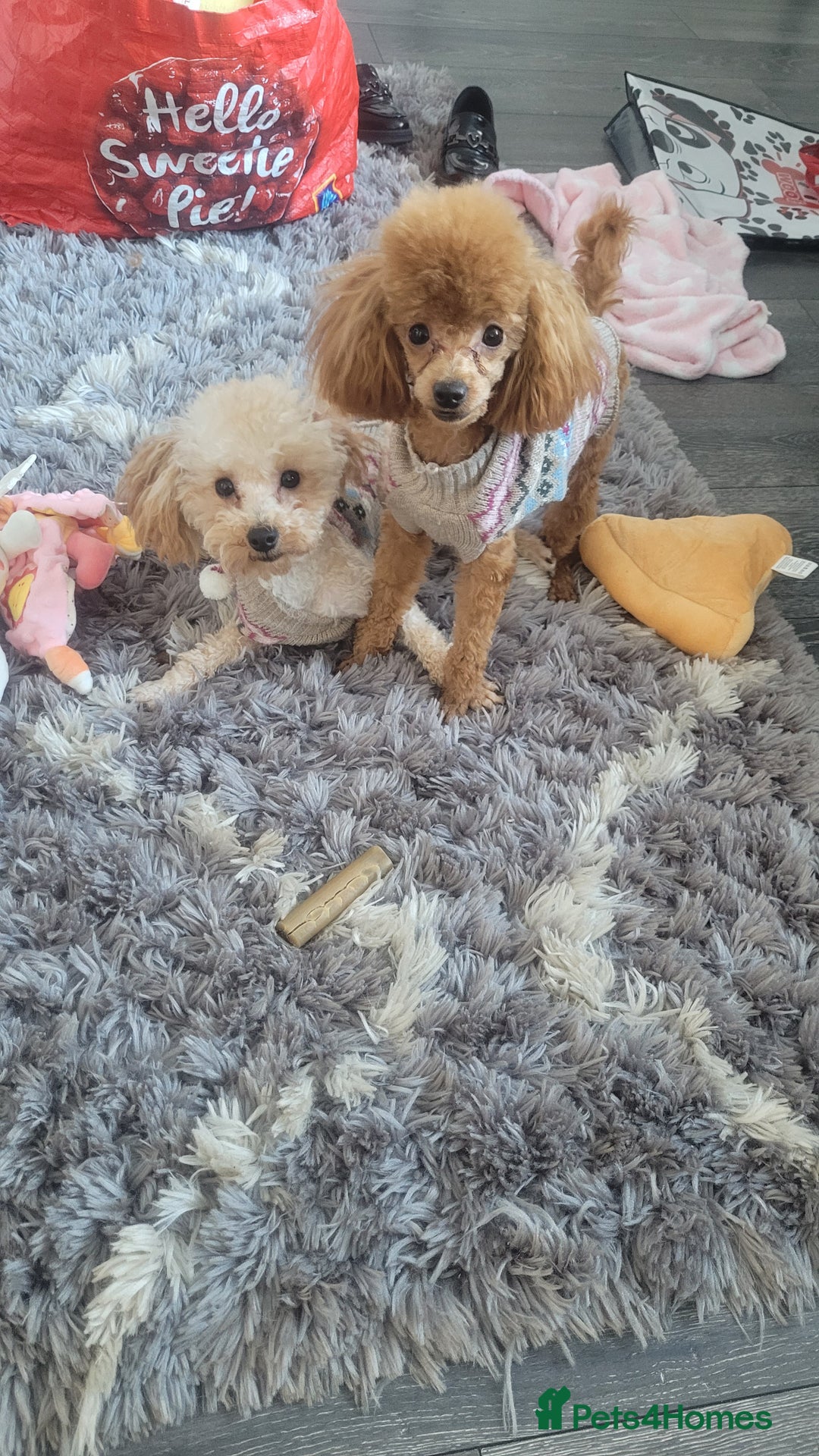 Toy Poodle dogs for sale: Tiny toy poodle kc registered  - Advert 1