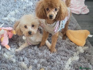 Toy Poodle dogs Tiny toy poodle kc registered - Advert 10