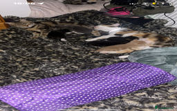 Mixed Breed cats for sale: Mixed breed fluffy kittens.  - Image 4
