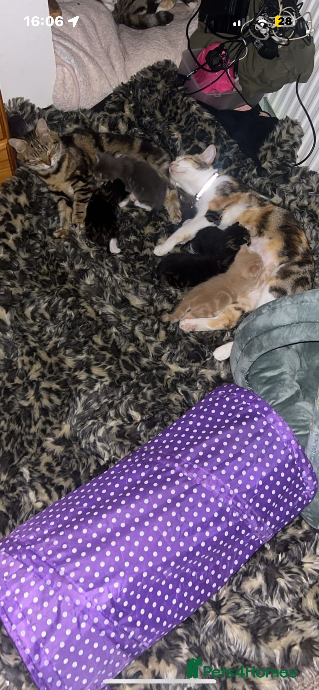 Mixed Breed cats for sale: Mixed breed fluffy kittens.  - Image 4