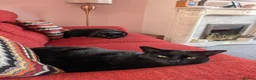Mixed Breed cats for sale: Home needed for 2 cat sisters, 4 year old  - Advert 4