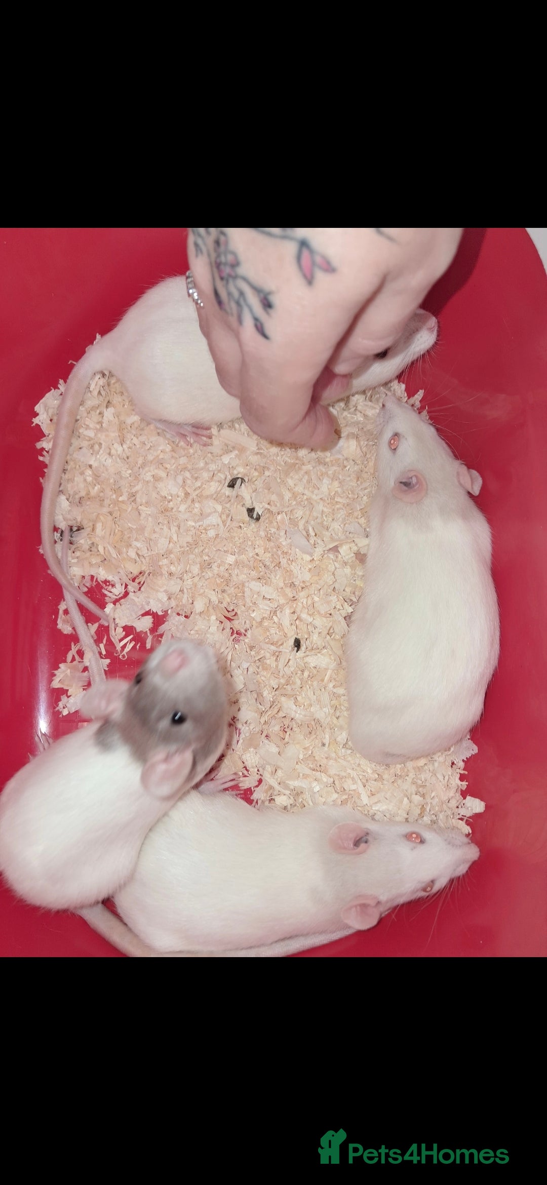Rat rodents for sale: Fancy rats  - Image 4