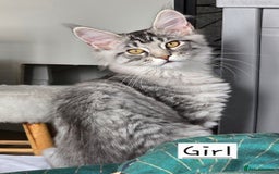 Maine Coon cats for sale: Large pedigree Tica Maine coon kittens READY  - Image 35
