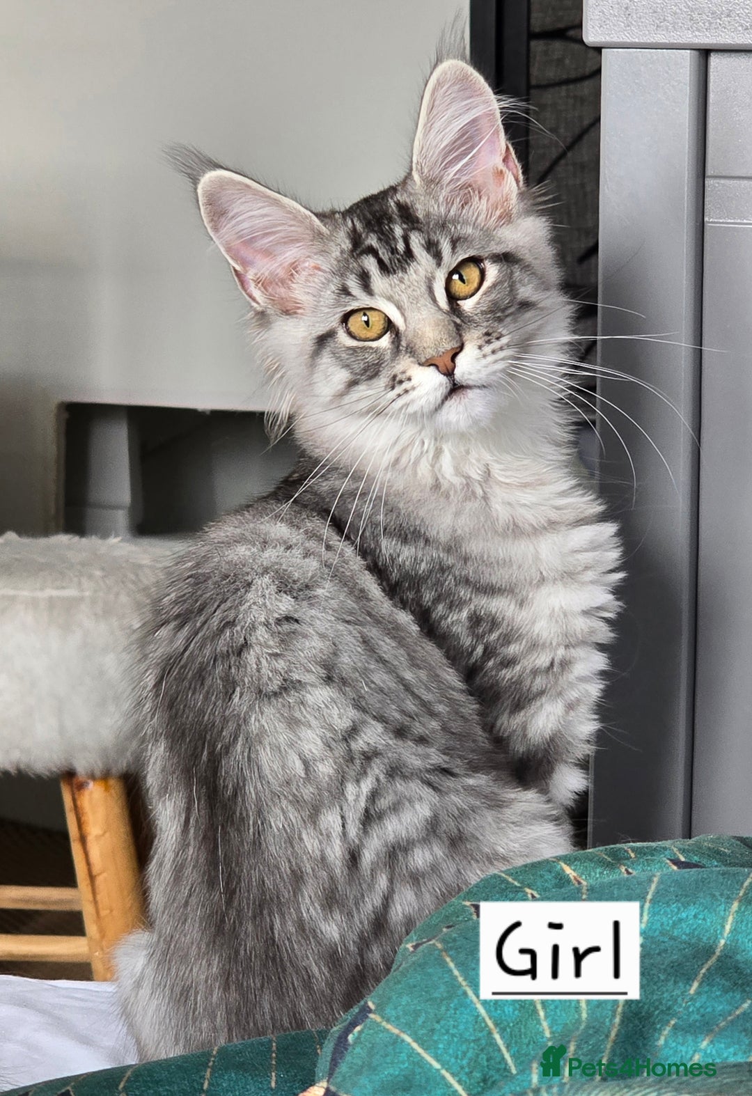 Maine Coon cats for sale: Large pedigree Tica Maine coon kittens READY  - Image 35