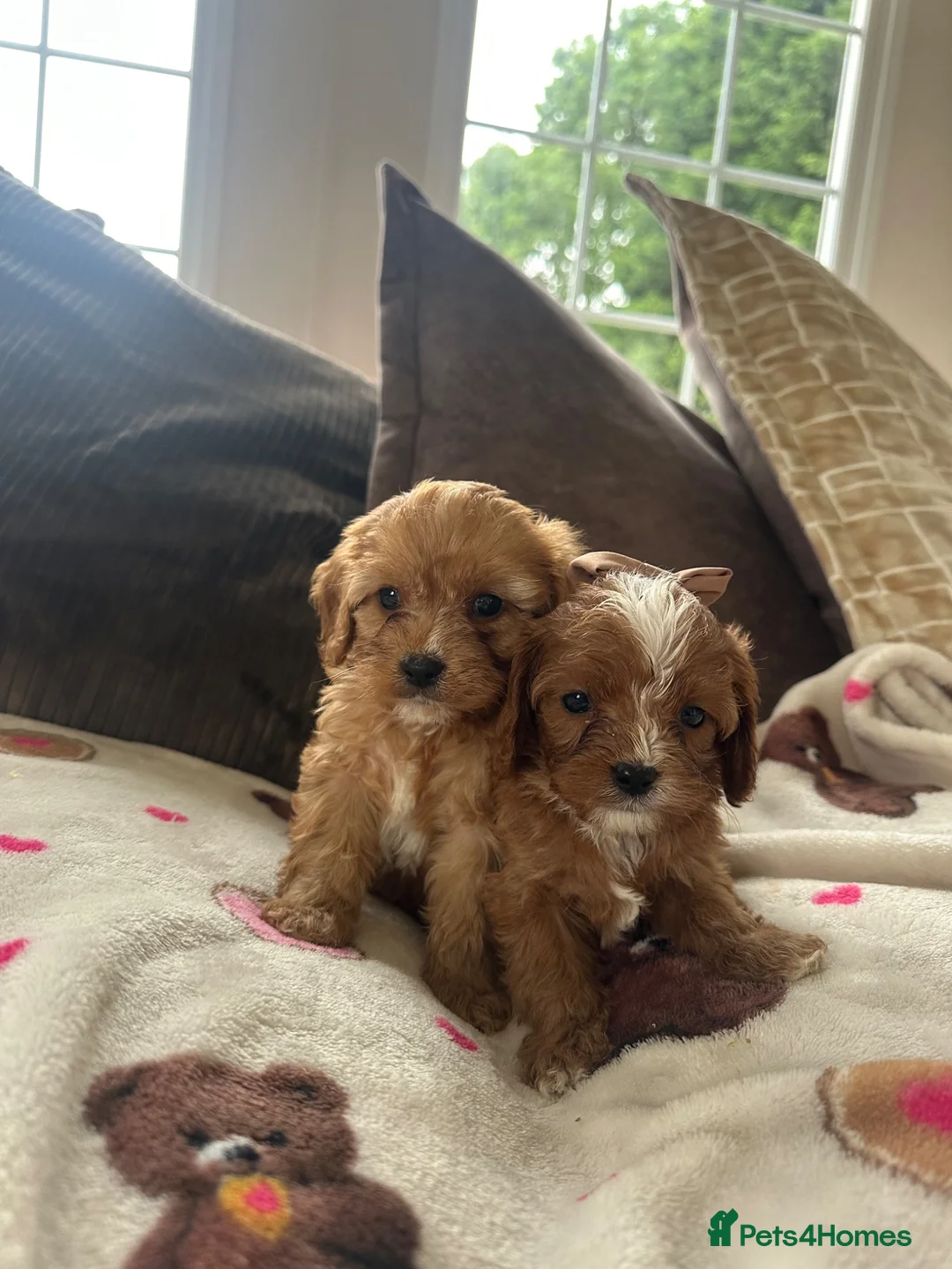 Cavapoo dogs for sale: 2 BOY CAVAPOOS 💙👑 in Northallerton - Advert 2