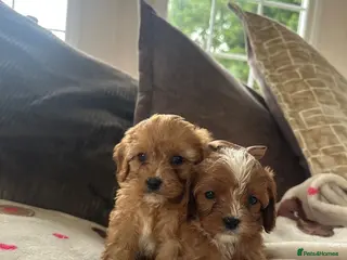 Cavapoo dogs 1 BOY and 1 GIRL CAVAPOO 💙👑 - Advert 1