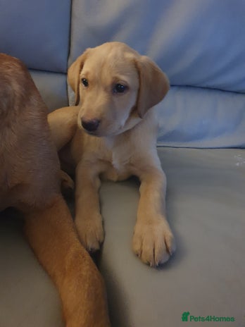 Labrador Retriever dogs - Advert 1