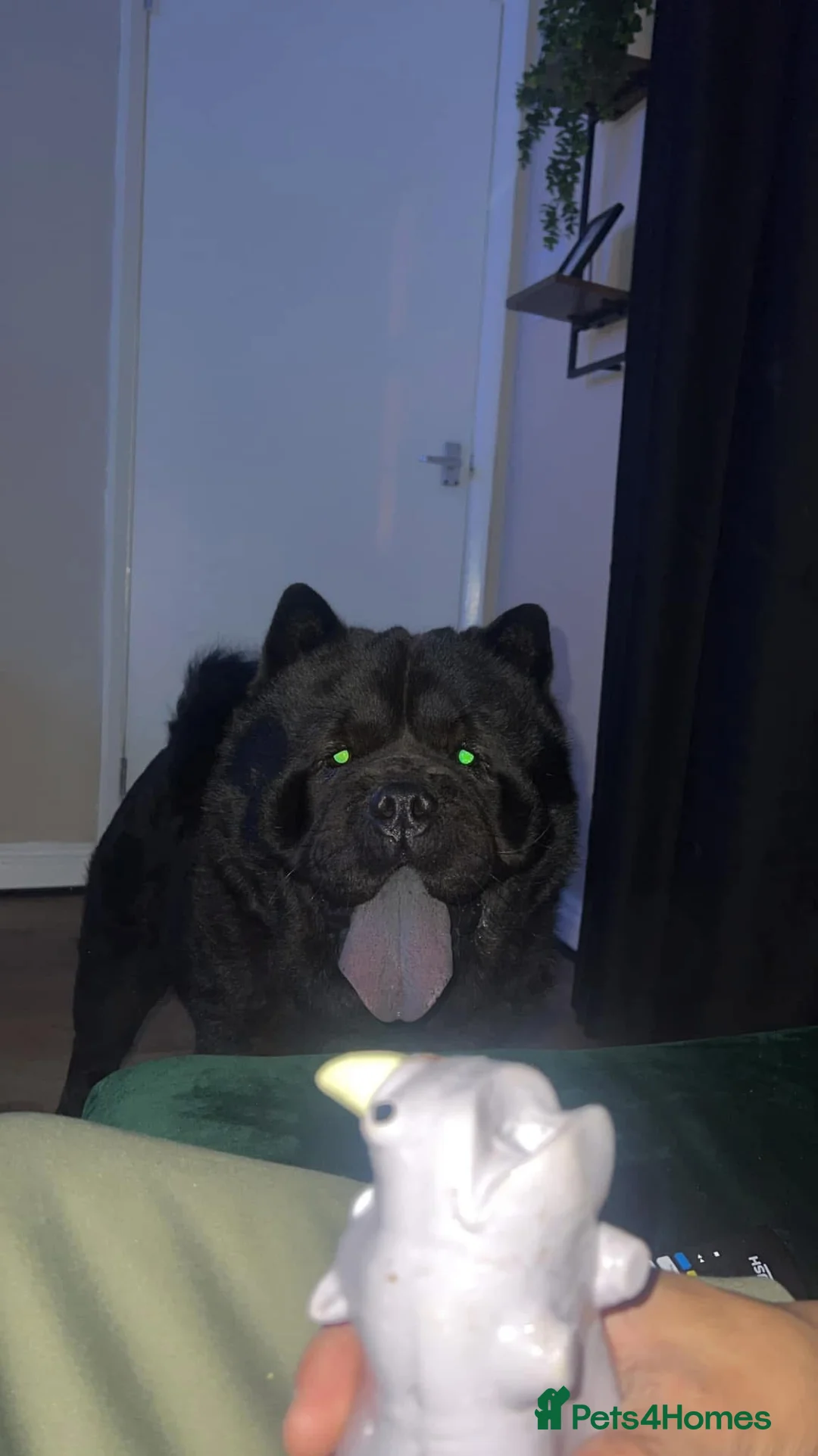 Chow Chow dogs for stud: RAVEN - Advert 3