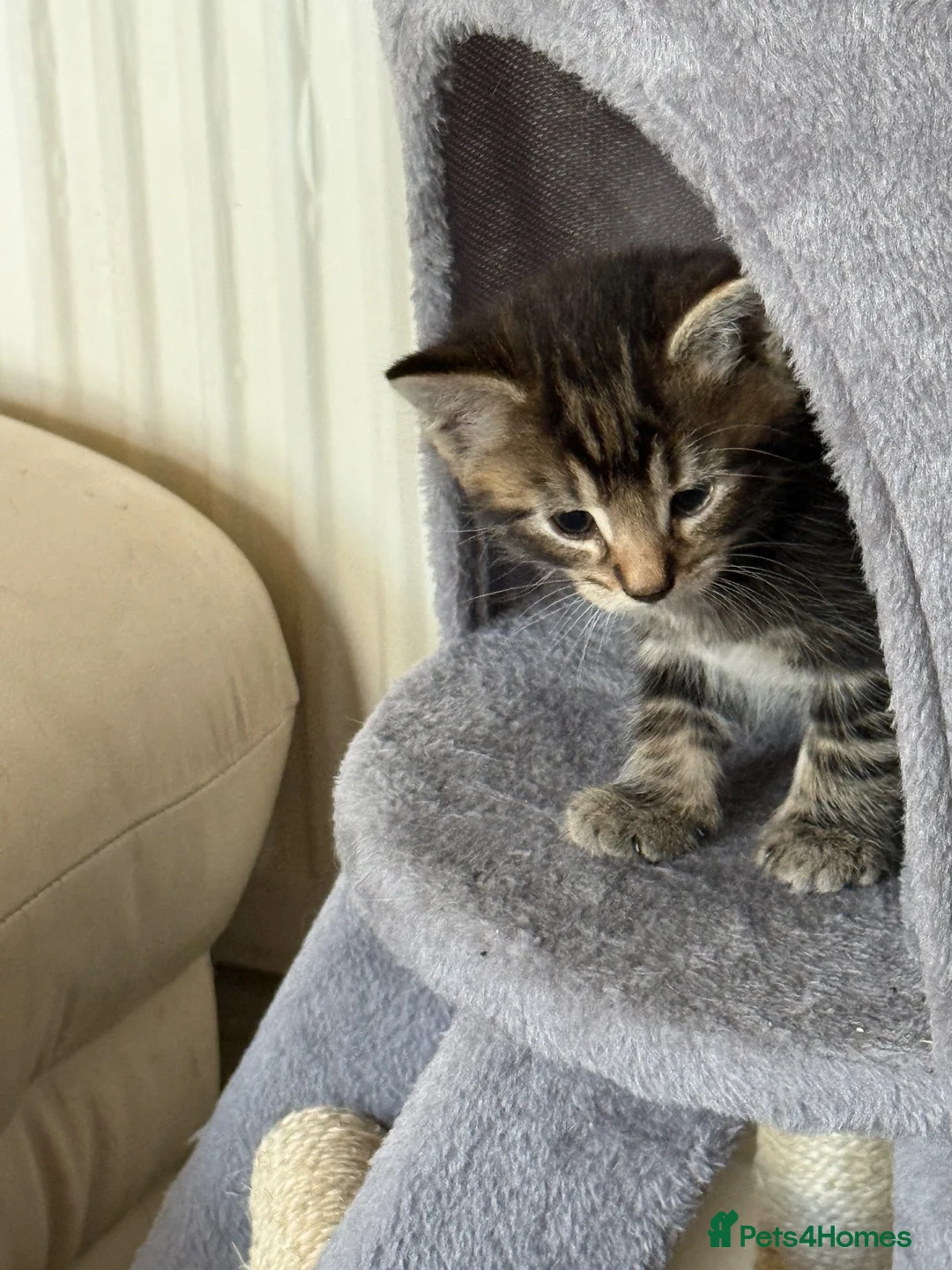 Domestic Shorthair cats for sale: Kittens for sale  in Nottingham - Advert 10
