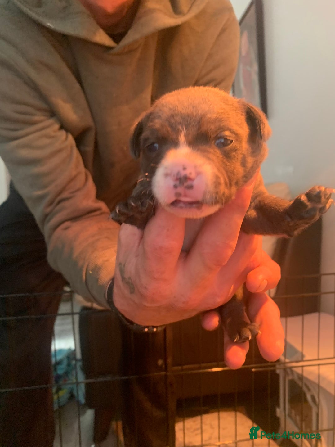 Staffordshire Bull Terrier dogs for sale: Blue staffy - Image 5