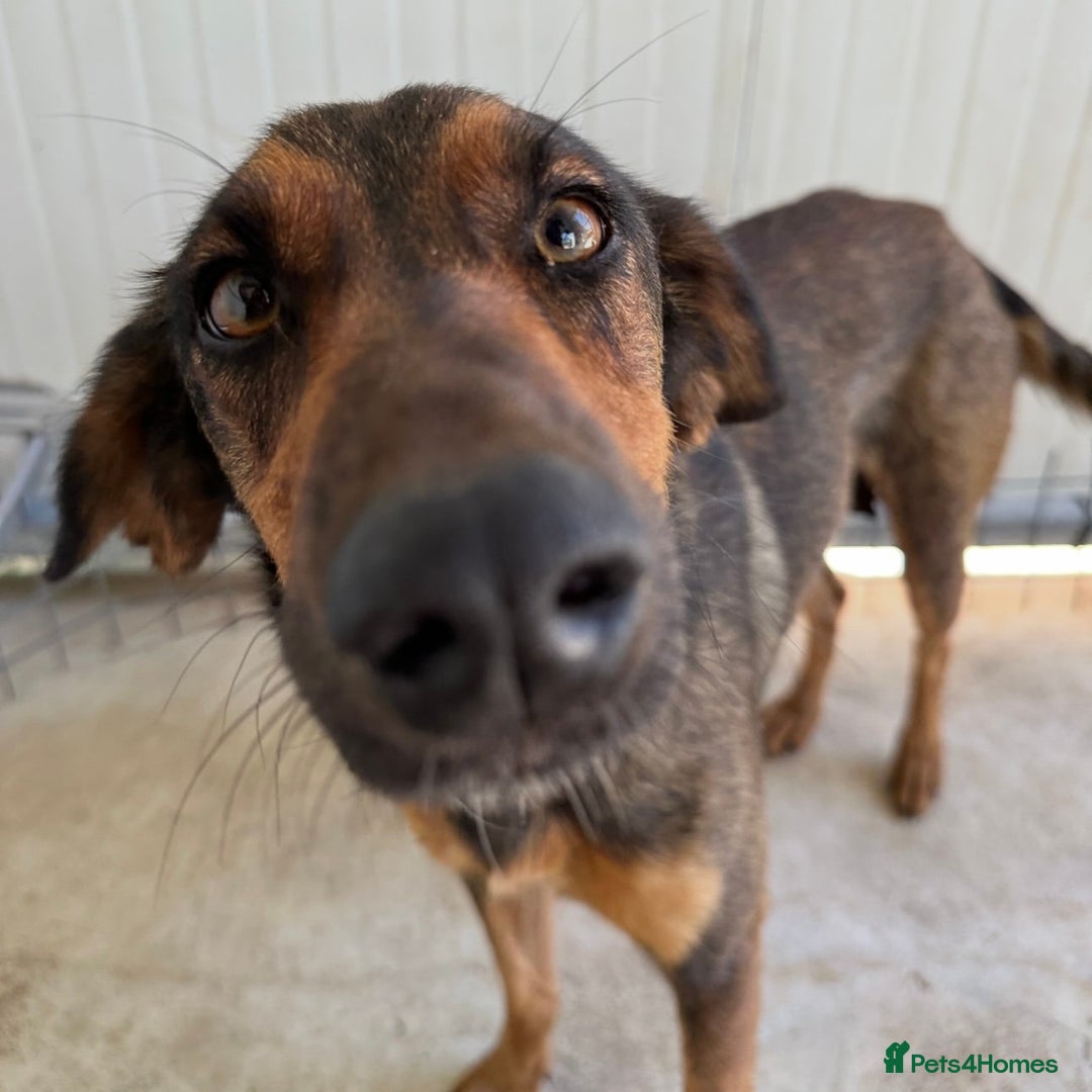Mixed Breed dogs for adoption: Scout (Small Shepherd/Hound mix) - Image 11