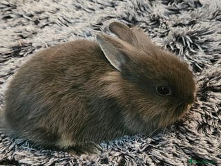 Netherland Dwarf rabbits Netherland dwarf - Advert 3