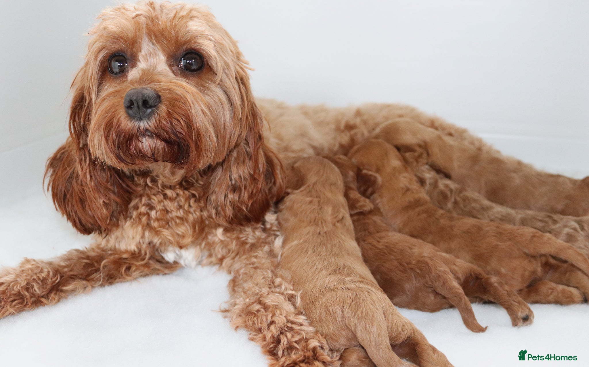 Cavapoo dogs Quality F1b Teddy Bear Cavapoo puppies - Advert 8