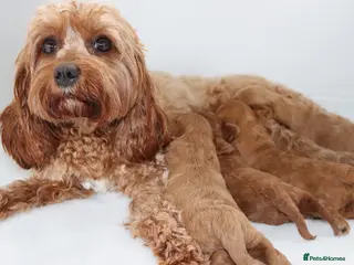 Cavapoo dogs Quality F1b Teddy Bear Cavapoo puppies - Advert 2