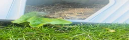 Tortoise reptiles for sale: Horsfield tortoise  - Advert 3