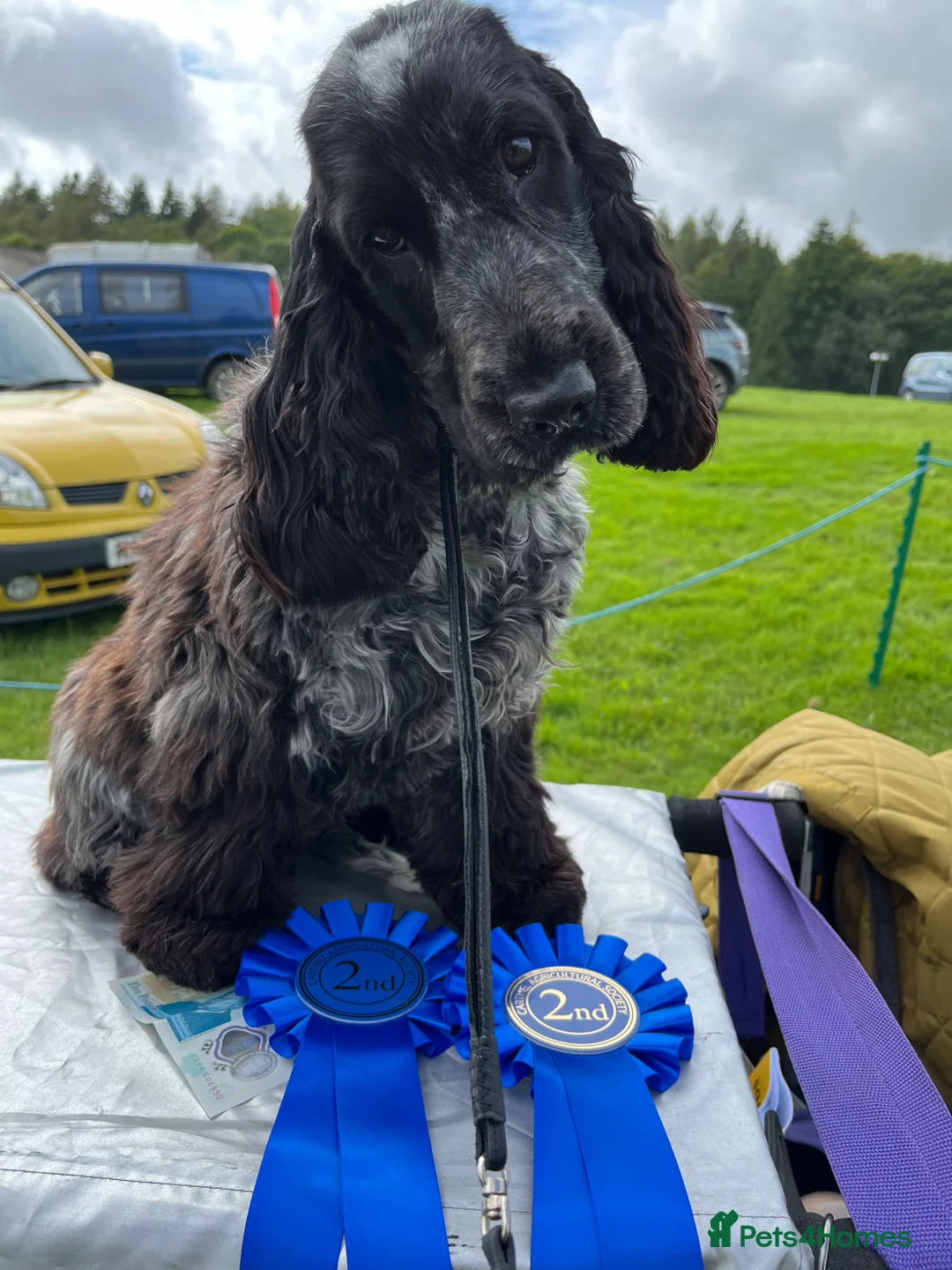 Cocker Spaniel dogs for sale: KC Show Type Cocker Spaniels - Advert 13