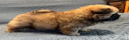Chow Chow dogs for sale: Wyvernwest have 2 stunning boys available   - Advert 4