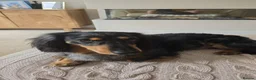 Dachshund dogs for stud: 🐾 KC REGISTERED SILVER DAPPLE MINI Daschund 🐾 - Advert 3