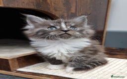 Maine Coon cats for sale: Pedigree GCCF Maine Coon Kitten available  - Image 25
