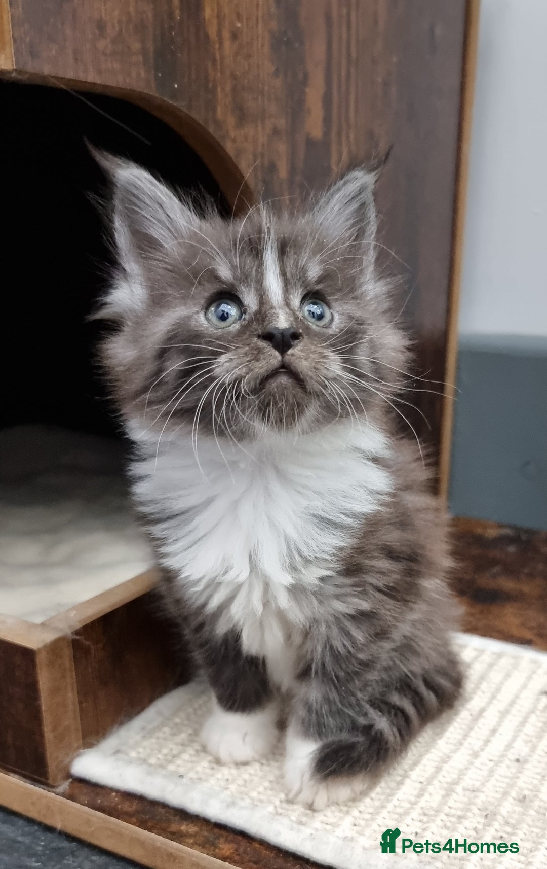 Maine Coon cats for sale: Pedigree GCCF Maine Coon Kitten available  - Image 25