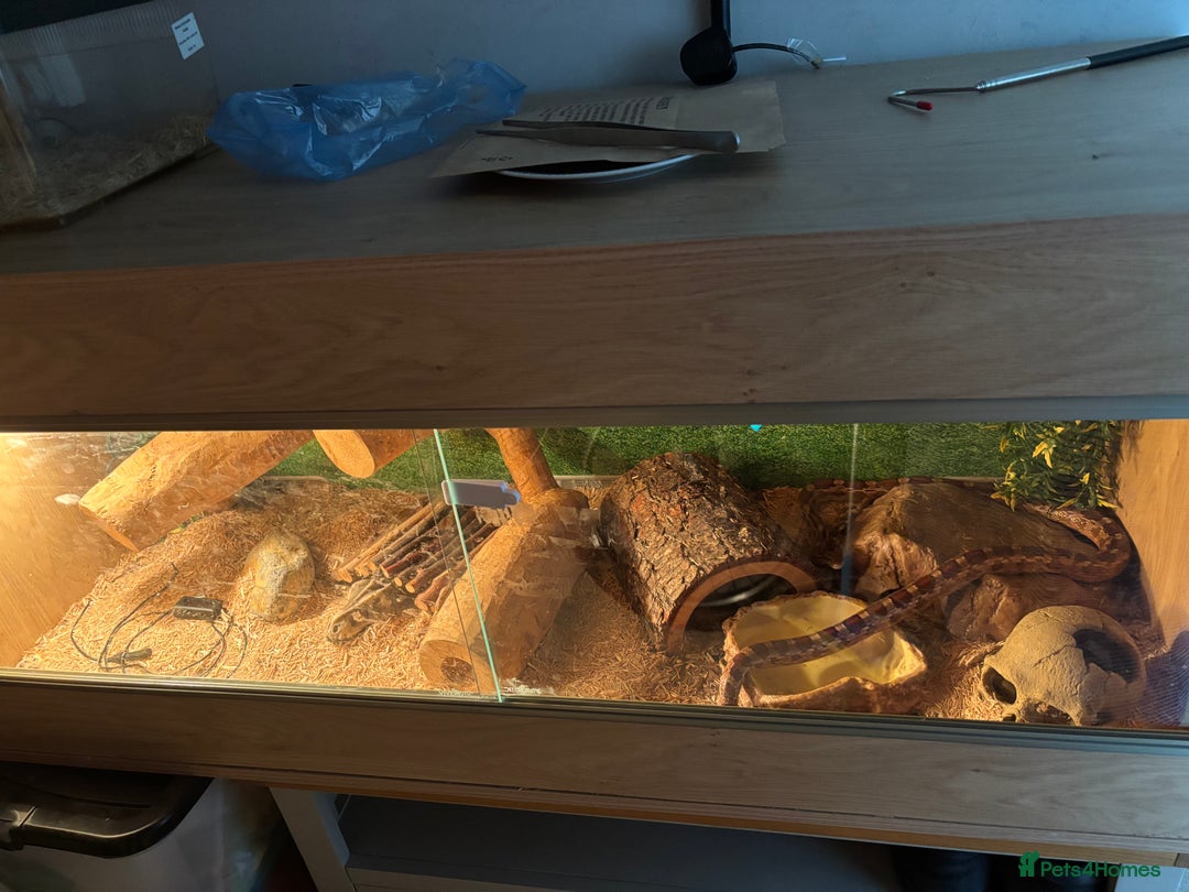 Corn Snake reptiles for sale: Adult Corn Snake Male  - Image 9
