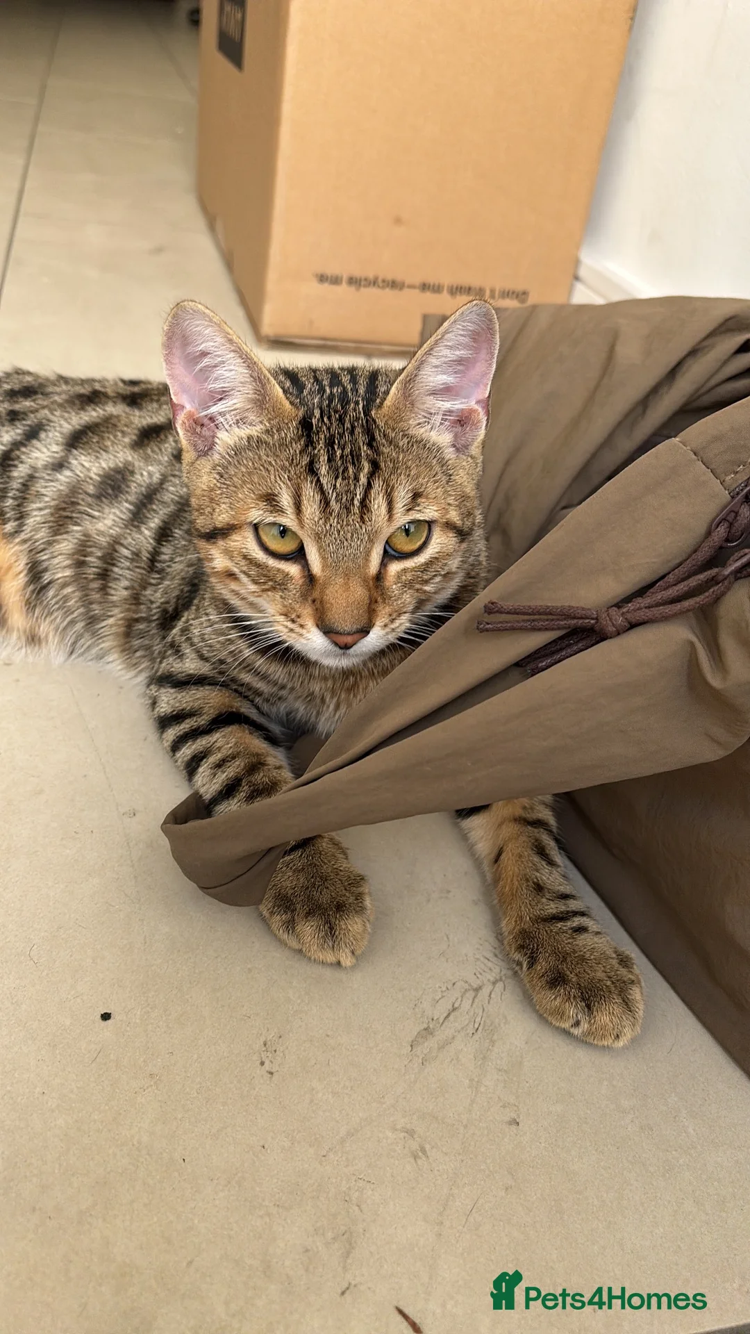 American Shorthair cats for sale: 5 month old kittens in London - Advert 2