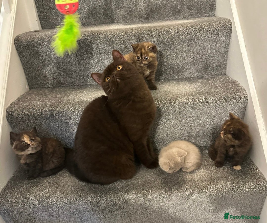 British Shorthair cats for sale: 😻LAST GORGEOUS TORTIE READY FOR NEW HOME😻🎀 - Advert 10