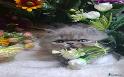 Persian cats for sale: Blue Persian kittens  - Image 21