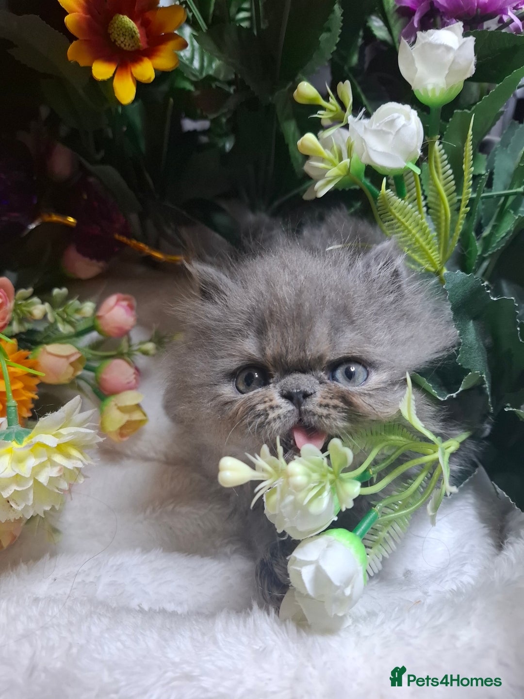 Persian cats for sale: Blue Persian kittens  - Image 21
