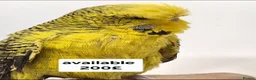 Budgerigars birds for sale: Budgies Birds by pre-order, exclusive birds - Advert 2