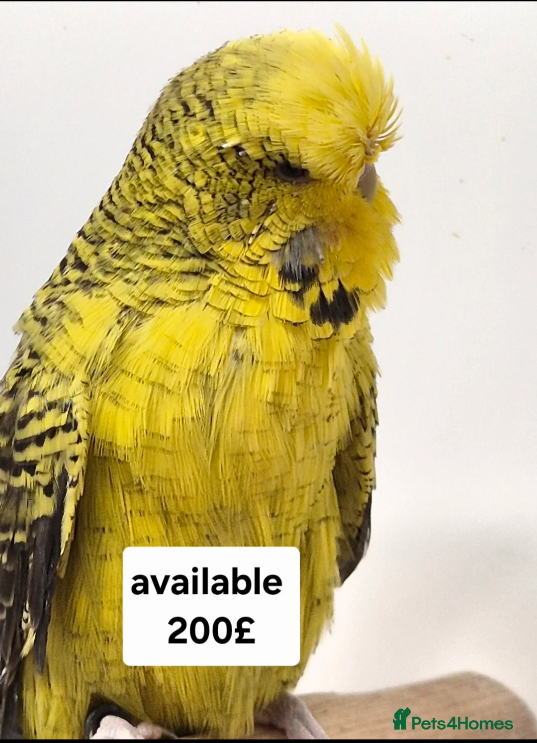 Budgerigars birds for sale: Budgies Birds by pre-order, exclusive birds - Advert 2