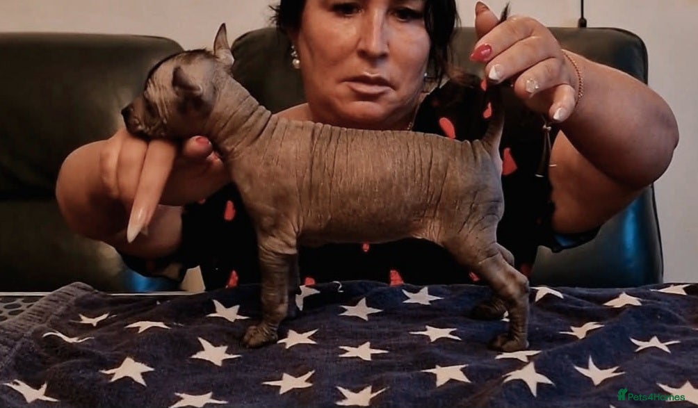 Mexican Hairless dogs 1 mini girl naked 1 coated boy. - Advert 1