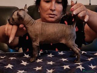 Mexican Hairless dogs 1 mini girl naked 1 coated boy. - Advert 1