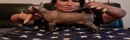 Mexican Hairless dogs for sale: 1 mini girl naked 1400 - Advert 2