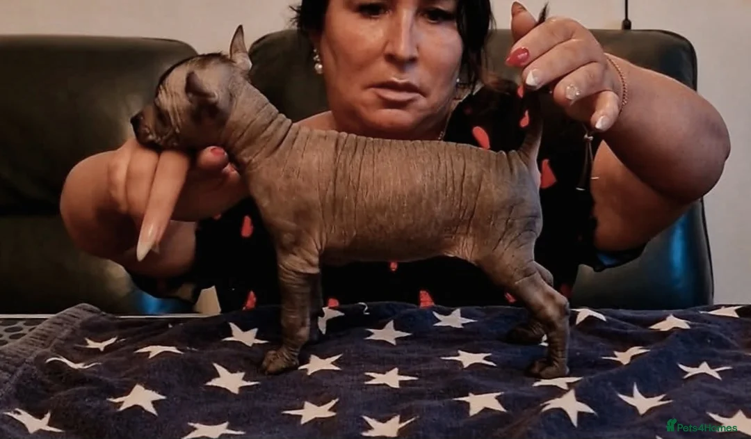 Mexican Hairless dogs for sale: 1 mini girl naked 1400 - Advert 2