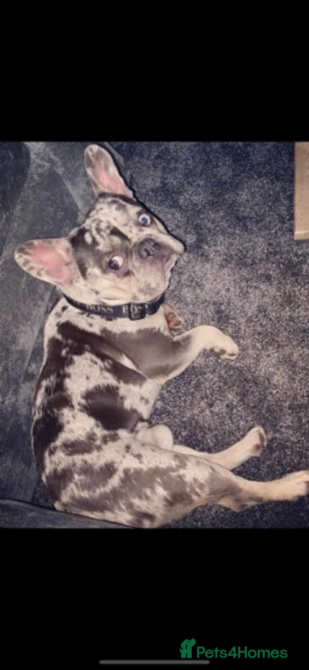 French Bulldog dogs for stud: 💎Blue & Tan 🤎 Merle French bulldog stud 🧬🔥 in Manchester - Advert 11