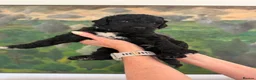 Labradoodle dogs for sale: Labradoodle Standard - Advert 1
