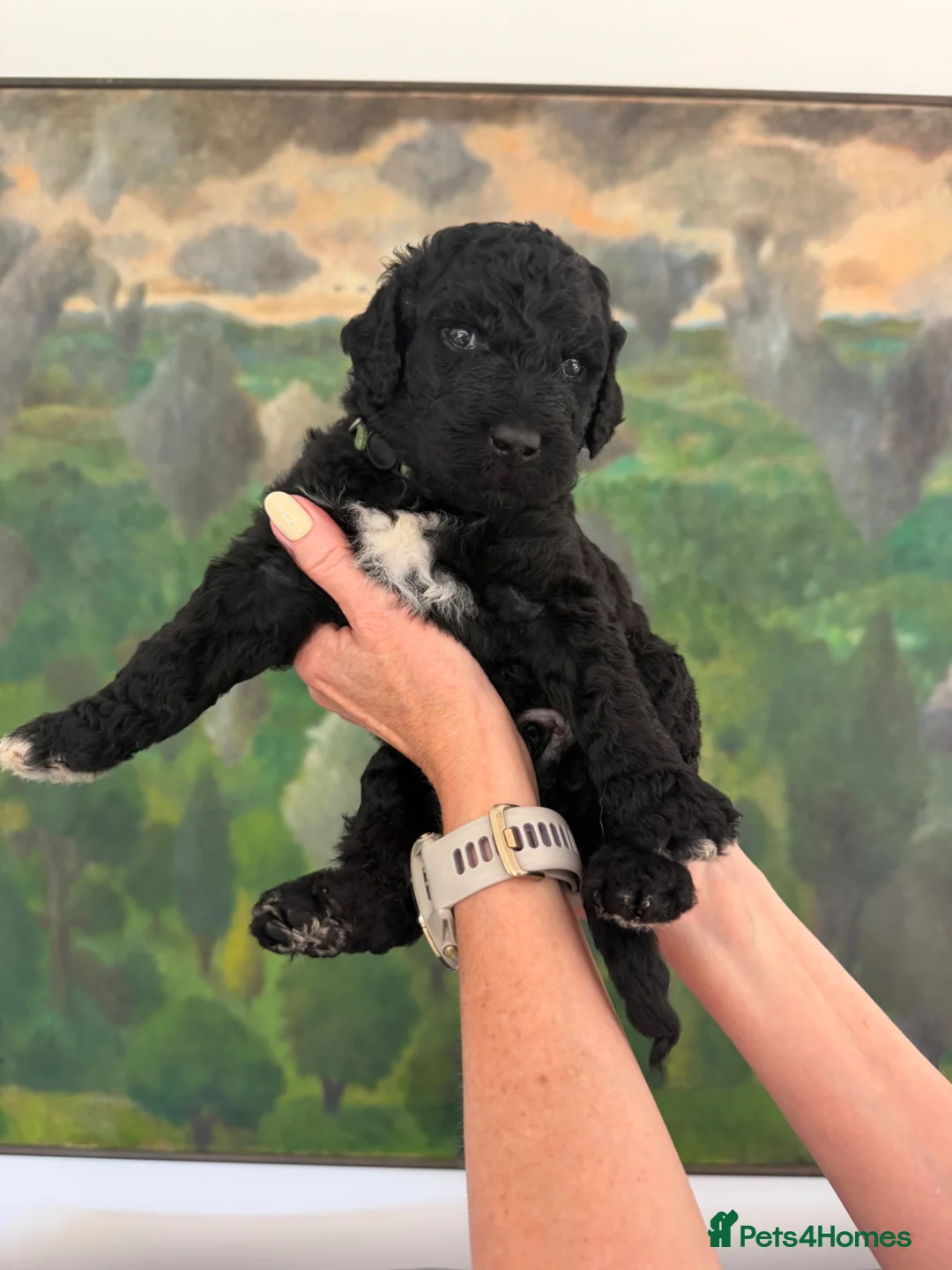 Labradoodle dogs for sale: Labradoodle Standard - Advert 1