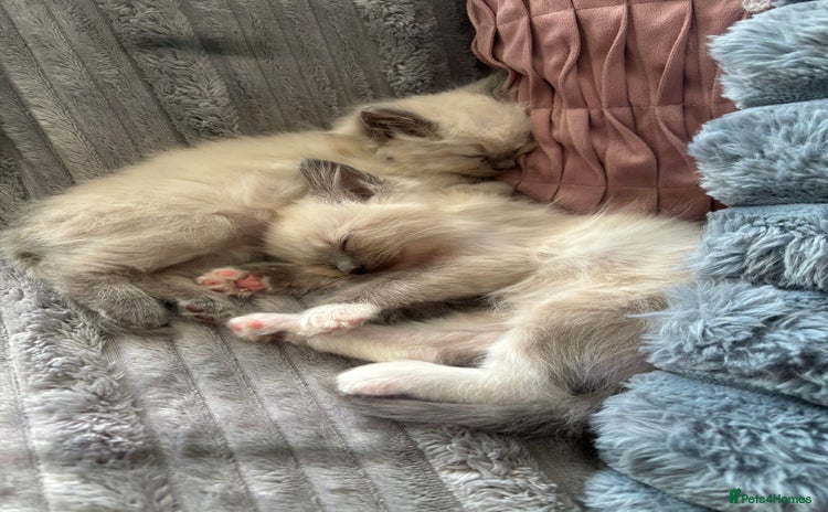 Ragdoll cats - Advert 6