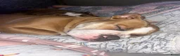 Olde English Bulldogge dogs for sale: Beautiful olde English bulldogs  - Advert 5